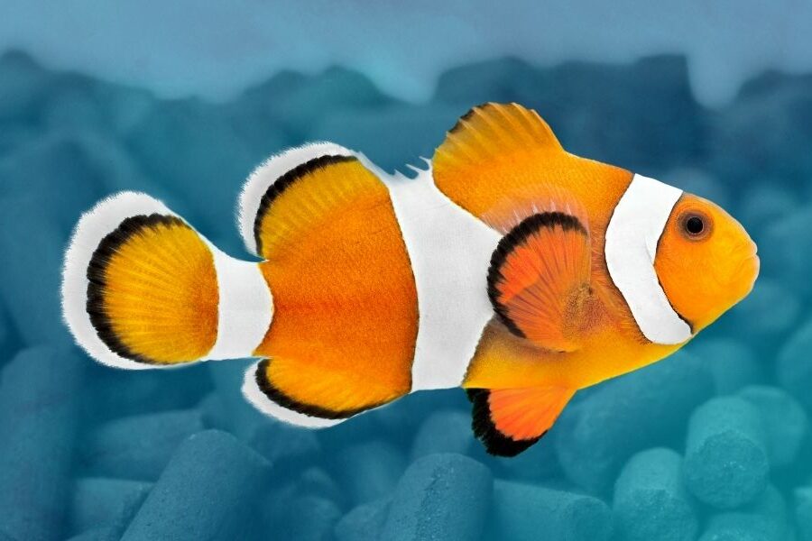 carbón activado para acuario